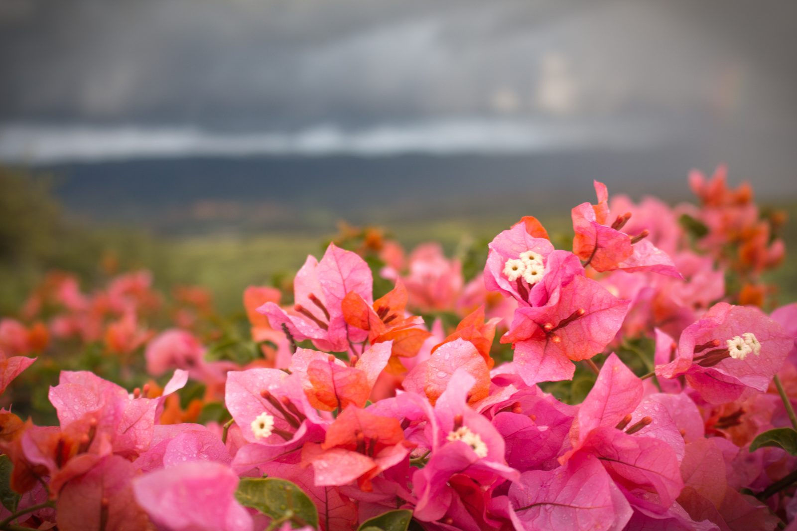 Vibrant pink bougainvillea flowers with dramatic sky