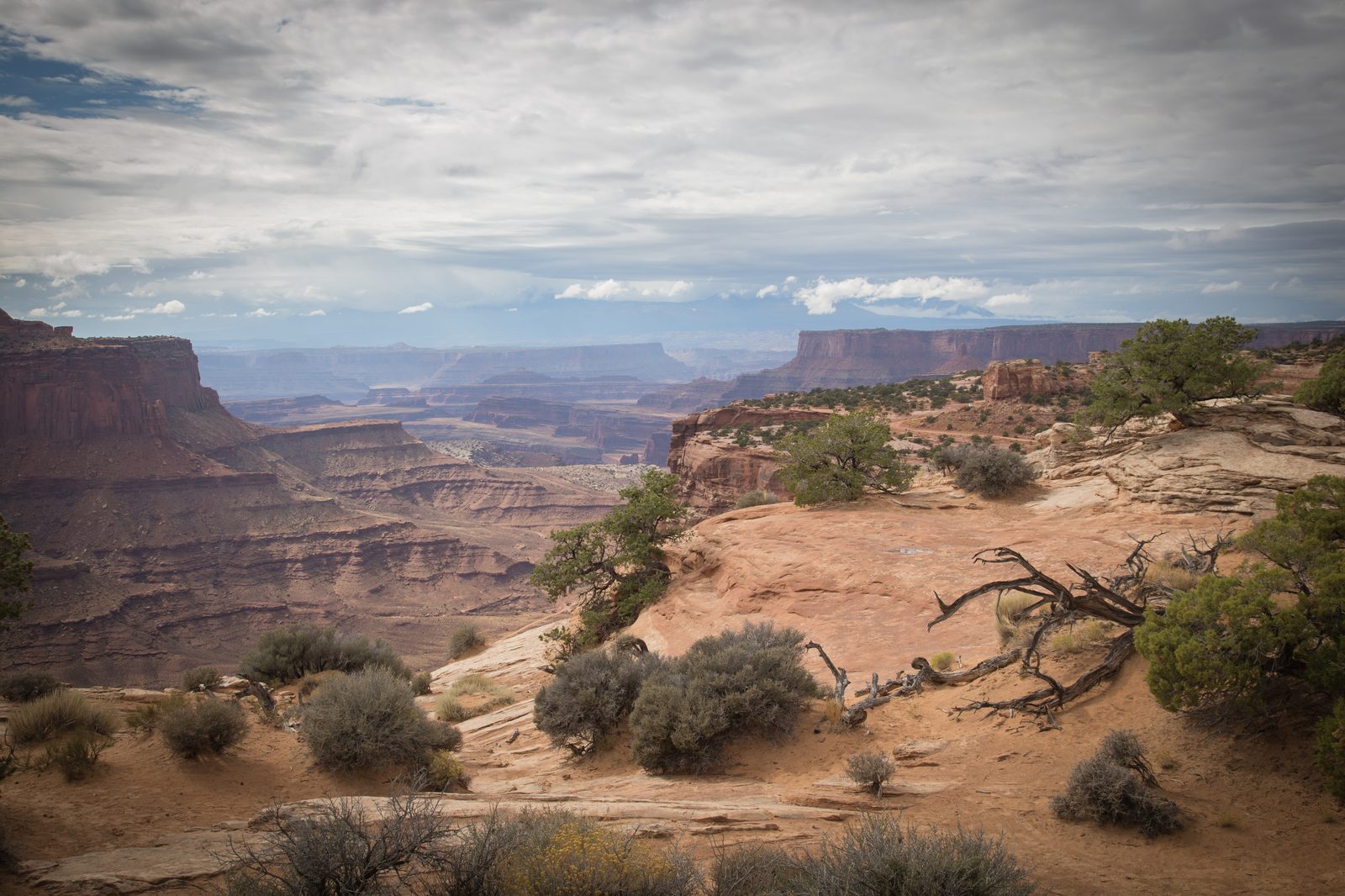 Sweeping vista of Canyonlands National Park with layered red rock mesas and desert vegetation